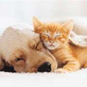 ひな 昨日。今日。 成田人妻最高級倶楽部