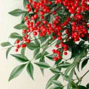 ヒメ日記 2024/12/30 01:06 投稿 いろは 成田人妻最高級倶楽部