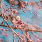 ヒメ日記 2025/01/26 10:31 投稿 いろは 成田人妻最高級倶楽部