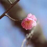 ヒメ日記 2025/03/17 10:11 投稿 いろは 成田人妻最高級倶楽部