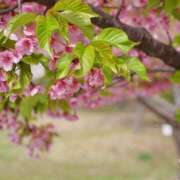 ヒメ日記 2025/04/14 12:57 投稿 いろは 成田人妻最高級倶楽部