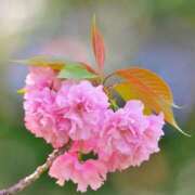 ヒメ日記 2025/04/18 14:30 投稿 いろは 成田人妻最高級倶楽部