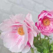 ヒメ日記 2025/04/29 23:41 投稿 いろは 成田人妻最高級倶楽部