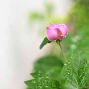 ヒメ日記 2025/05/30 12:09 投稿 いろは 成田人妻最高級倶楽部