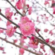 ヒメ日記 2025/03/20 09:45 投稿 ほのか 成田人妻最高級倶楽部