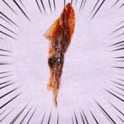 ヒメ日記 2025/05/31 20:15 投稿 ほのか 成田人妻最高級倶楽部