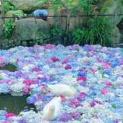 ヒメ日記 2025/06/10 18:45 投稿 ほのか 成田人妻最高級倶楽部