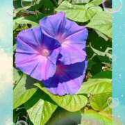 ヒメ日記 2025/08/15 11:30 投稿 ほのか 成田人妻最高級倶楽部