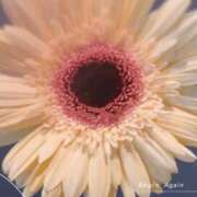 ヒメ日記 2025/03/11 20:54 投稿 さえこ 成田人妻最高級倶楽部