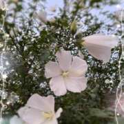 ヒメ日記 2025/04/27 10:26 投稿 さえこ 成田人妻最高級倶楽部