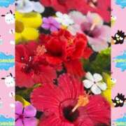 ヒメ日記 2025/08/16 18:13 投稿 さえこ 成田人妻最高級倶楽部