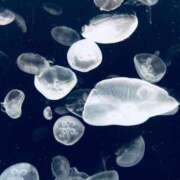 ヒメ日記 2024/12/28 15:59 投稿 あすか 【オナクラ】HAND MAID（ハンドメイド） 梅田店