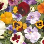 ヒメ日記 2025/03/11 00:03 投稿 あすか 【オナクラ】HAND MAID（ハンドメイド） 梅田店