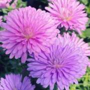 ヒメ日記 2025/05/12 12:08 投稿 あすか 【オナクラ】HAND MAID（ハンドメイド） 梅田店