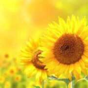 ヒメ日記 2025/05/14 11:54 投稿 あすか 【オナクラ】HAND MAID（ハンドメイド） 梅田店