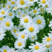 ヒメ日記 2025/06/17 11:15 投稿 あすか 【オナクラ】HAND MAID（ハンドメイド） 梅田店