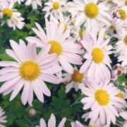 ヒメ日記 2026/01/29 14:07 投稿 あすか 【オナクラ】HAND MAID（ハンドメイド） 梅田店