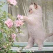 ヒメ日記 2026/02/03 11:25 投稿 あすか 【オナクラ】HAND MAID（ハンドメイド） 梅田店