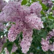 ヒメ日記 2025/05/21 15:43 投稿 ♪すみれ 水色りぼん