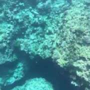 ヒメ日記 2025/06/19 19:36 投稿 ♪すみれ 水色りぼん