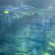 ヒメ日記 2025/08/13 19:43 投稿 ♪すみれ 水色りぼん