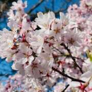 ヒメ日記 2025/03/28 00:03 投稿 ひまり 松本人妻隊