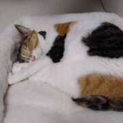 ヒメ日記 2025/02/11 06:00 投稿 ななみ 奥様電車