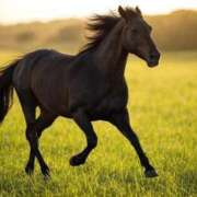 ヒメ日記 2025/08/20 20:27 投稿 敷浪あすか THE痴漢電車.com