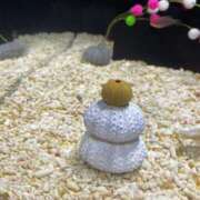 ヒメ日記 2025/01/10 13:51 投稿 りほ★希少OP豊富 Precede Girls&Ladies 上田佐久店