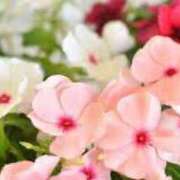 ヒメ日記 2025/01/21 10:11 投稿 和田　はるか 未熟な人妻