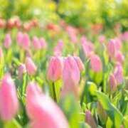 ヒメ日記 2025/04/03 09:58 投稿 和田　はるか 未熟な人妻