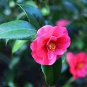 ヒメ日記 2025/06/12 09:58 投稿 和田　はるか 未熟な人妻