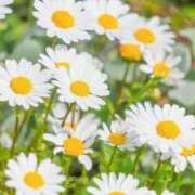 ヒメ日記 2025/07/28 10:38 投稿 和田　はるか 未熟な人妻