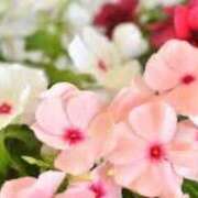 ヒメ日記 2025/09/04 10:01 投稿 和田　はるか 未熟な人妻