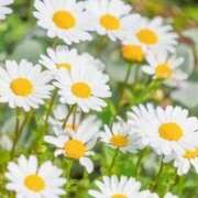 ヒメ日記 2025/10/02 10:01 投稿 和田　はるか 未熟な人妻