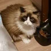 ここみ オサワリにゃんこ🐱 秘密倶楽部 凛 錦糸町店