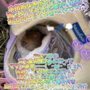 ヒメ日記 2024/12/13 06:18 投稿 さき club さくら日本橋店