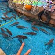 ヒメ日記 2024/12/29 13:36 投稿 さき club さくら日本橋店