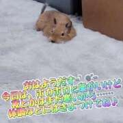 ヒメ日記 2025/01/18 13:06 投稿 さき club さくら日本橋店