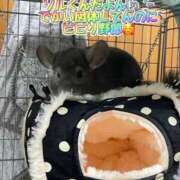 ヒメ日記 2025/01/23 13:13 投稿 さき club さくら日本橋店