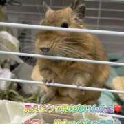 ヒメ日記 2025/02/11 13:06 投稿 さき club さくら日本橋店