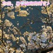 ヒメ日記 2025/03/30 12:56 投稿 さき club さくら日本橋店