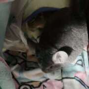 ヒメ日記 2025/04/11 13:06 投稿 さき club さくら日本橋店