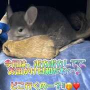 ヒメ日記 2025/04/19 13:06 投稿 さき club さくら日本橋店