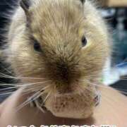 ヒメ日記 2025/05/27 13:09 投稿 さき club さくら日本橋店