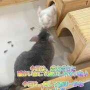 ヒメ日記 2025/06/04 13:11 投稿 さき club さくら日本橋店