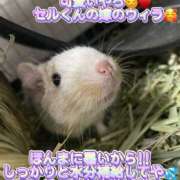 ヒメ日記 2025/06/19 13:07 投稿 さき club さくら日本橋店