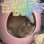 ヒメ日記 2025/07/26 13:06 投稿 さき club さくら日本橋店