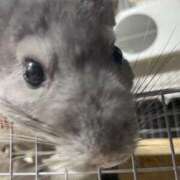 ヒメ日記 2025/09/30 13:06 投稿 さき club さくら日本橋店