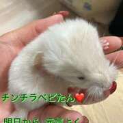 ヒメ日記 2025/10/03 12:31 投稿 さき club さくら日本橋店